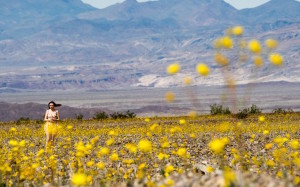 Death Valley’s Rare “Super Bloom” in Photos and Video