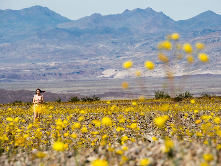 Death Valley's Rare "Super Bloom" in Photos and Video Adventures of Yoo